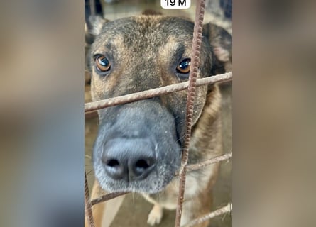 update Fotos - Notfall - Dieser liebe Schäferhundmix braucht dringend ein Zuhause