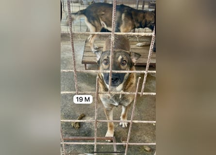 update Fotos - Notfall - Dieser liebe Schäferhundmix braucht dringend ein Zuhause