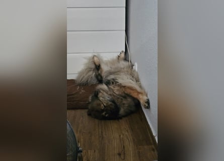 Altdeutsche Schäferhündin „Mia“ & Eurasier „Koda“ nur gemeinsam