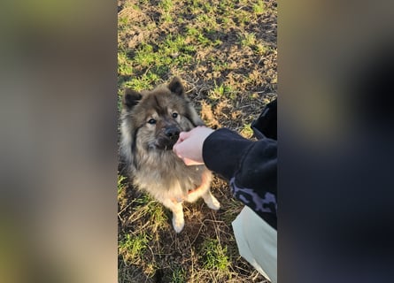 Altdeutsche Schäferhündin „Mia“ & Eurasier „Koda“ nur gemeinsam