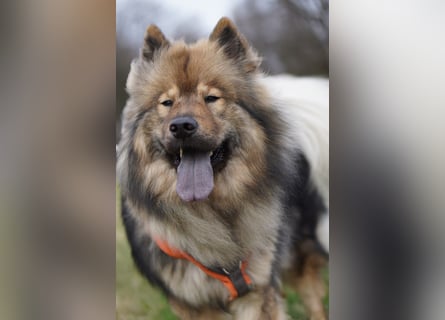 Altdeutsche Schäferhündin „Mia“ & Eurasier „Koda“ nur gemeinsam