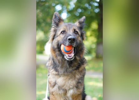 Altdeutsche Schäferhündin „Mia“ & Eurasier „Koda“ nur gemeinsam