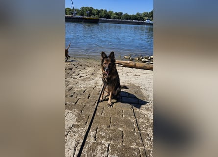 Altdeutsche Schäferhündin „Mia“ & Eurasier „Koda“ nur gemeinsam