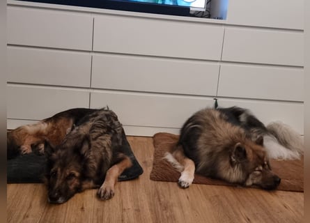 Altdeutsche Schäferhündin „Mia“ & Eurasier „Koda“ nur gemeinsam