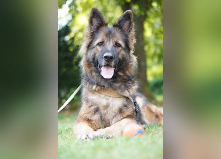 Altdeutsche Schäferhündin „Mia“ & Eurasier „Koda“ nur gemeinsam