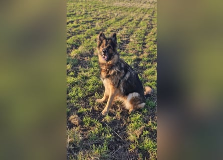 Altdeutsche Schäferhündin „Mia“ & Eurasier „Koda“ nur gemeinsam