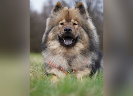 Altdeutsche Schäferhündin „Mia“ & Eurasier „Koda“ nur gemeinsam