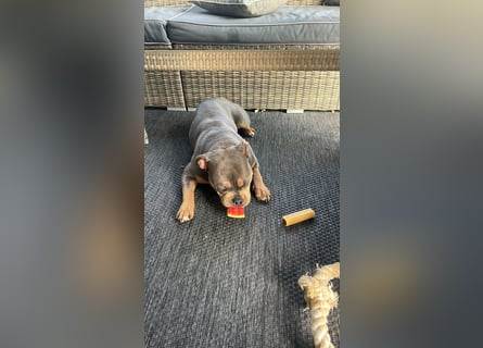 Amerikan Bully Pocket reinrassig mit Stammbaum