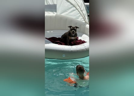 Amerikan Bully Pocket reinrassig mit Stammbaum