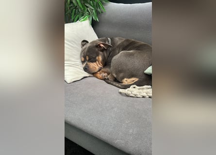 Amerikan Bully Pocket reinrassig mit Stammbaum