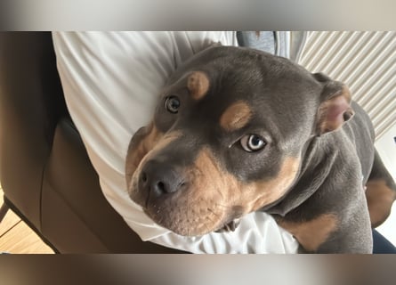 Amerikan Bully Pocket reinrassig mit Stammbaum