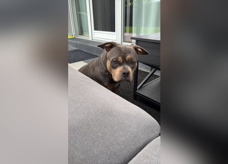 Amerikan Bully Pocket reinrassig mit Stammbaum