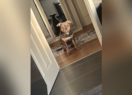 Amerikan Bully Pocket reinrassig mit Stammbaum