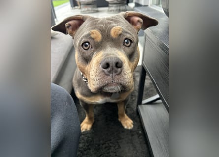 Amerikan Bully Pocket reinrassig mit Stammbaum