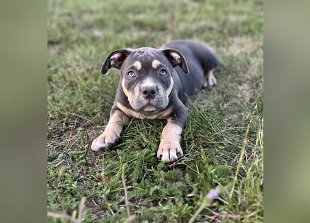 American Bully – Top quality puppies