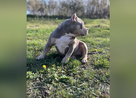 American Bully – Top quality puppies