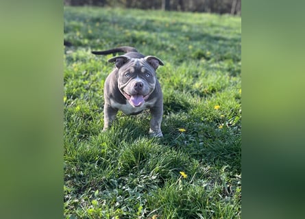American Bully – Top quality puppies