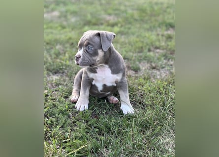 American Bully – Top quality puppies