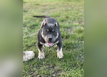 American Bully – Top quality puppies