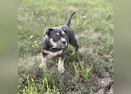 American Bully – Top quality puppies