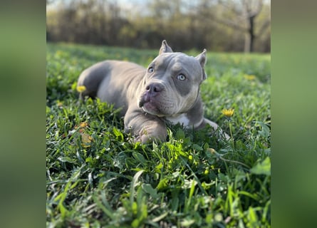 American Bully – Top quality puppies