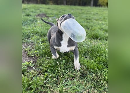 American Bully – Top quality puppies