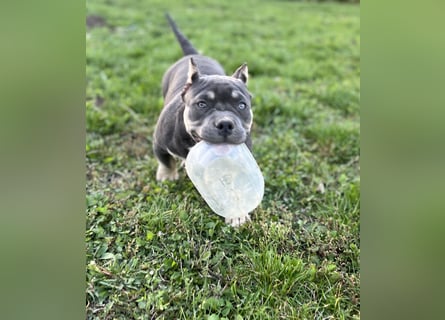 American Bully – Top quality puppies