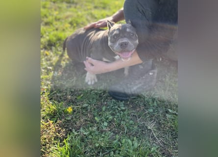 American Bully – Top quality puppies
