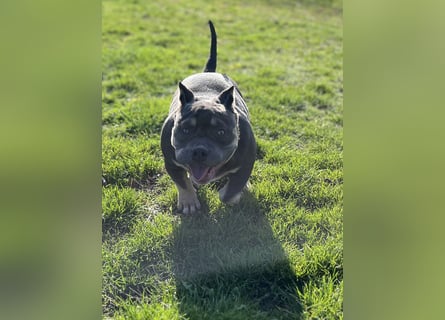 American Bully – Top quality puppies