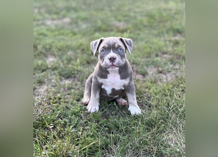 American Bully – Top quality puppies