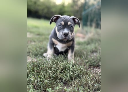 American Bully – Top quality puppies