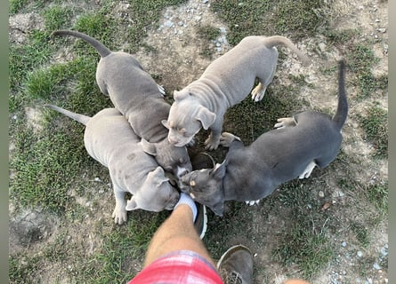 American Bully – Top quality puppies