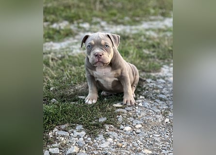 American Bully – Top quality puppies