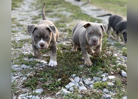 American Bully – Top quality puppies