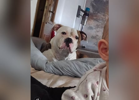 American Bully Hündin