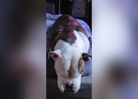 American Bully Hündin