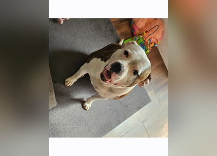 American Bully Hündin