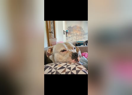 American Bully Hündin