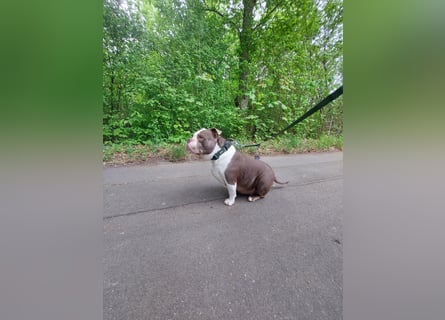 Notfall - american bully Hope schweren Herzens abzugeben