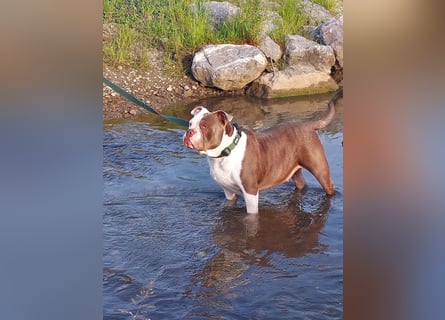 Notfall - american bully Hope schweren Herzens abzugeben