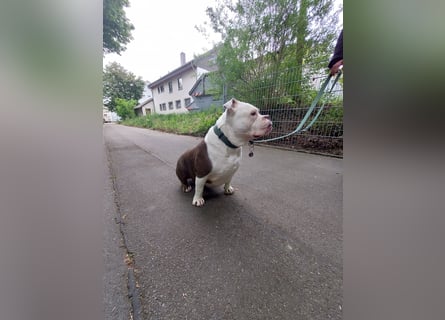 Notfall - american bully Hope schweren Herzens abzugeben
