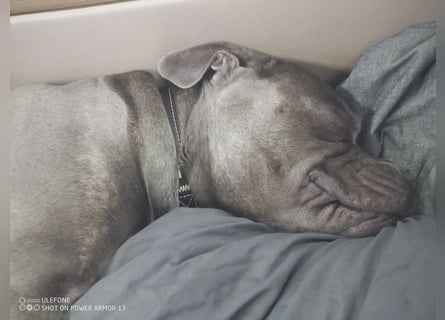 American bully Mix