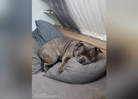 American bully Mix