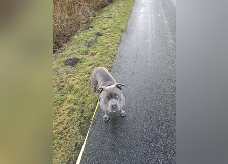 American bully Mix