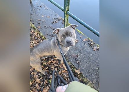 American bully Mix