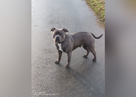 American bully Mix