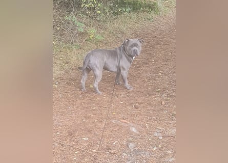 American bully Mix