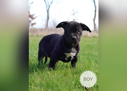 American Bully XL Welpen mit ABKC Papieren