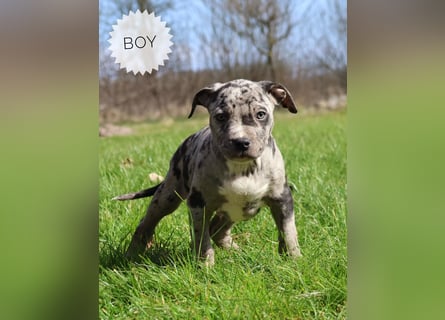 American Bully XL Welpen mit ABKC Papieren