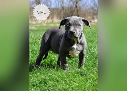 American Bully XL Welpen mit ABKC Papieren